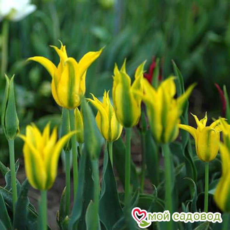 Тюльпан попугайный Дэнсинг Шоу