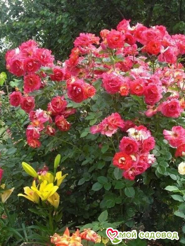 Роза Декор Арлекин