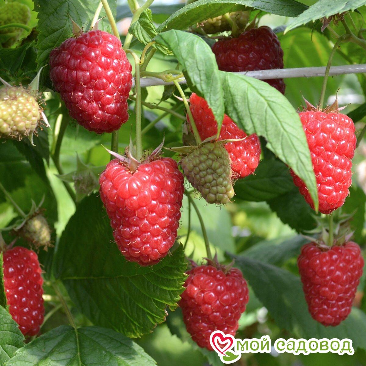 Малина Туламин ЗКС