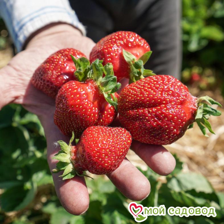 Клубника Юния Смайдс
