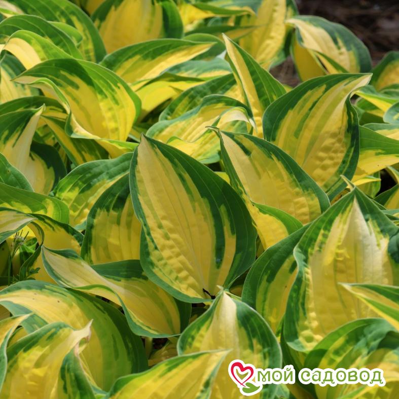 Хоста Оранж Мармелад