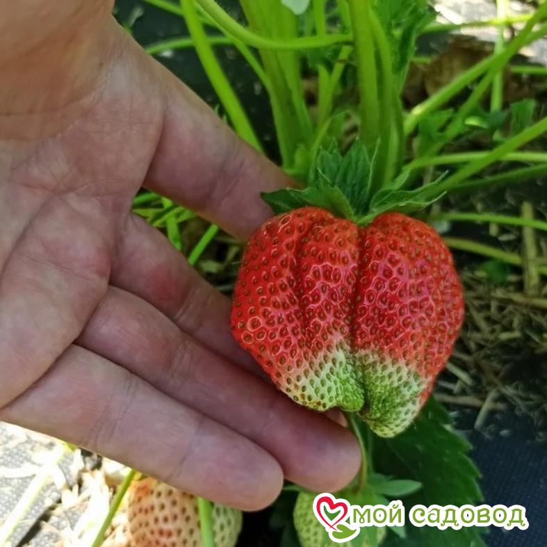 Клубника садовая Вима Занта