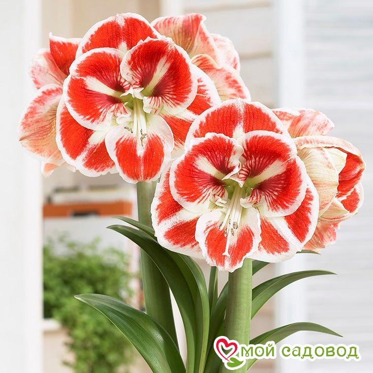 АМАРИЛЛИС САМБА