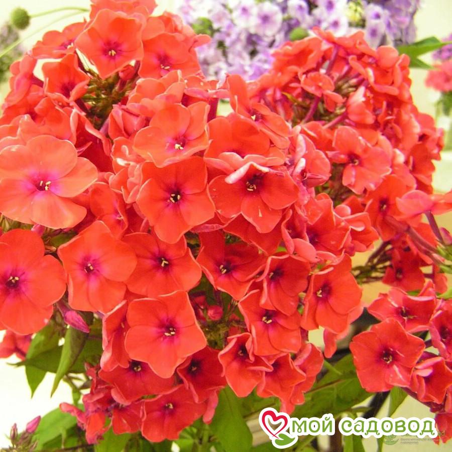 Флокс метельчатый Оранж Перфекшен