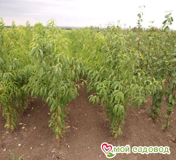 Персик Хэрроу Даймон